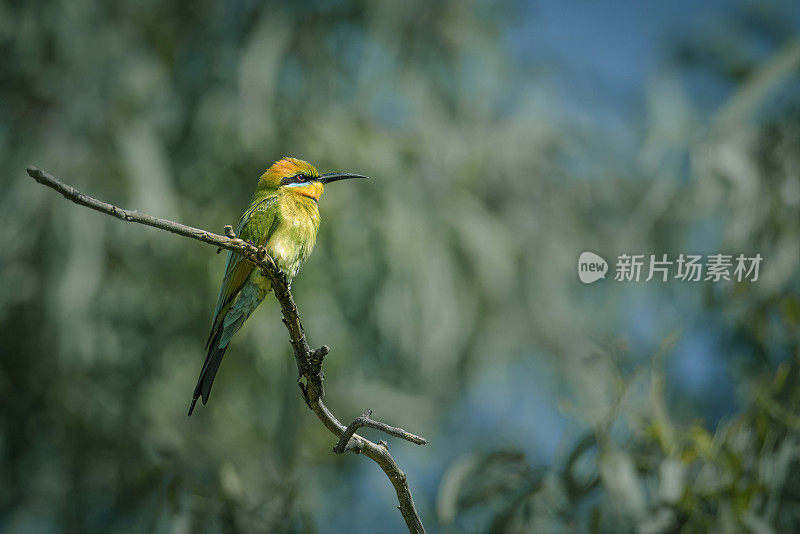 彩虹食蜂鸟(Merops ornatus)